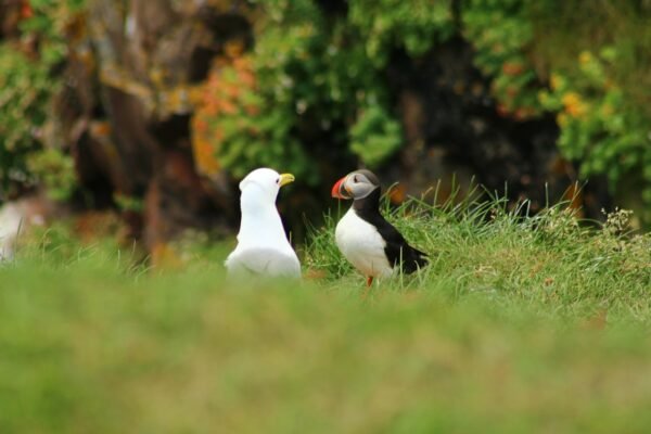 Talent Cartography: Mapping Tomorrows Global Workforce Dynamics